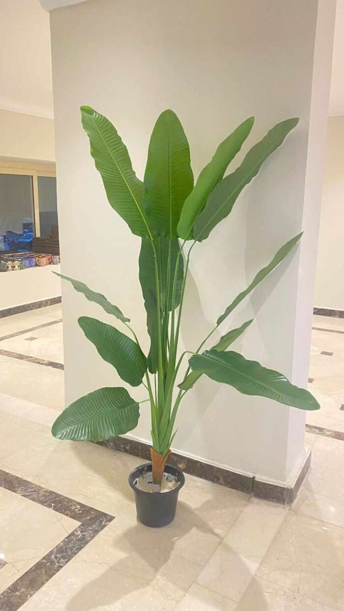 658437686_1511940220346564_7136921259896637744_n Artificial Banana Tree Plant – Tropical Indoor Decor Statement - Image 1